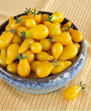 Yellow Pear Heirloom Cherry Tomato